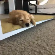 为什么狗喜欢睡在床底？