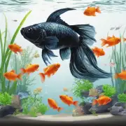 黑金鱼在水族馆中一般放在哪里？