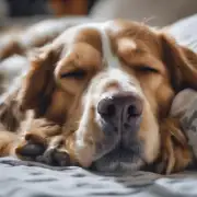 狗为什么会经常睡？