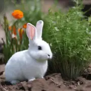 kcal那么如果这只小白兔在野外自由觅食并以植物为主要食物来源的话大约需要多久才能达到理想状态？