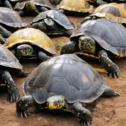 在什么环境下可以养活巴西龟？