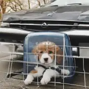 如何运送小狗犬？