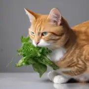 为什么猫咪喜欢咀嚼和食用植物纤维素类物质呢？