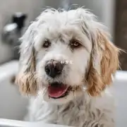 如果是高温天如何清洗狗狗呢？