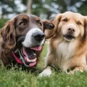 你知道一些特定品种的狗为什么会倾向于打喷嚏或者流鼻涕么？