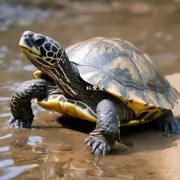如何预防和治疗乌龟的肺炎症状？