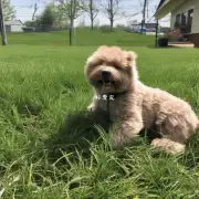 为什么泰迪喜欢吃草？