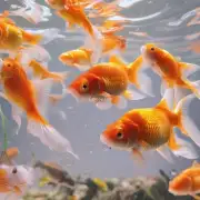 金鱼为什么会褪去它的颜色？这是由于什么原因导致的呢？