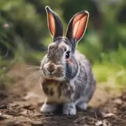 如何缓解兔子便秘？