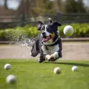 有时候我们会看到某些品种的狗表现出过度活跃的行为模式比如追逐球或者其他物体等等这种情况可能与哪些因素有关系呢？