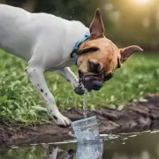 为什么狗不喝水吗？