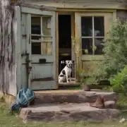 田园犬为什么总是会看门？