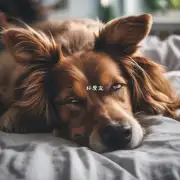 如果一个宠物狗在睡觉时突然咬到了人的手臂或手指头该怎么办？