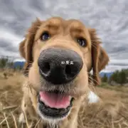 狗为什么会喜欢舔它的鼻子？