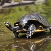 我有一个疑问是关于饲养巴西龟时应该注意什么方面的知识吗？比如水质温度等相关方面需要注意的事项有哪些？