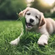 小狗为什么会啃草地？这是它的本能吗？
