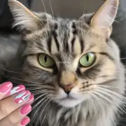 猫咪如何正确地使用指甲钳？