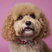 如何让泰迪犬拥有漂亮的卷曲毛？