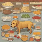 如何计算一只成年拉布拉多黄金猎犬所需要的食物数量以满足其日常营养需求？