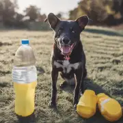有没有什么方法可以减少我的宠物犬频繁地去喝水吗？
