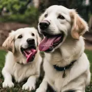 如果是先天性的原因导致了狗狗们的舌头颜色变化那么它们是如何遗传到这种基因的呢？