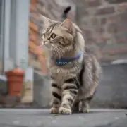 什么是矮脚猫呢？