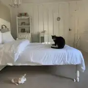 如果猫在床边或床上小便了该怎么办？