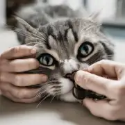 修剪猫咪爪子时需要注意哪些事项吗？