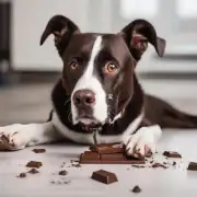 狗吃了巧克力会发生什么后果吗？