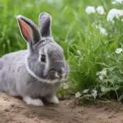 饲养兔子有哪些注意事项需要注意？