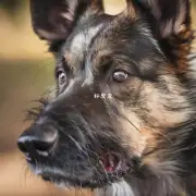 什么是狂犬病毒和如何预防它传播到你的狗狗身上？
