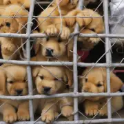为什么有些狗贩子会将金毛幼犬染色来欺骗消费者购买它们的产品？