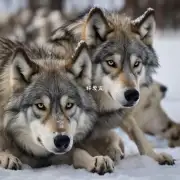 你认为通过观察狼狗的目光来了解它们的想法情感或者意图是否可行？