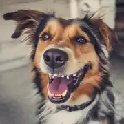 狗为什么会磨牙？
