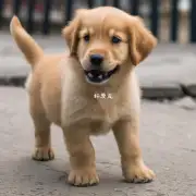 幼犬为什么会经常咬东西？