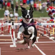 狗为什么喜欢竞争和赢得奖牌？