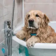 为什么狗狗怀孕不能洗澡？