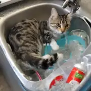 小猫咪为什么总喝不到足够的水？