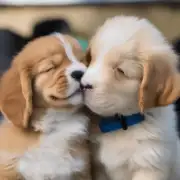 小狗如何亲吻？