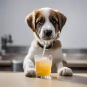 我可以给生病的小狗喝点什么水吗？