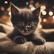为什么小猫总是喜欢在晚上喵喵地叫？