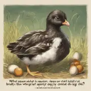 斑文鸟一般在什么季节开始繁殖？斑文鸟通常什么时候产卵和孵化出雏鸟呢？