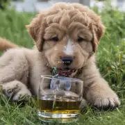 为什么不能让小狗食用含酒精的食物或饮料？