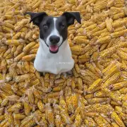 为什么狗狗爱吃玉米？