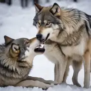 狼通常会以什么方式进行合作来实现共同的目标？比如群体协作抓捕猎物或者保护幼仔等等场景下所展现的行为模式是怎样的？