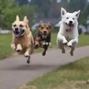 为什么有时候当一只狗被另一个狗追赶的时候另一只狗也会加入到追逐中去？