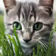 幼猫为什么不爱吃猫草呢？