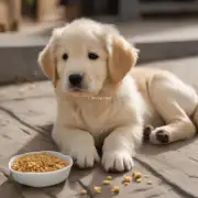 两个月金毛幼犬应该每天喂几顿饭？