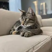 如何制止我的猫咪在沙发上抓痒？