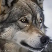 狼狗的眼睛有什么特点吗？